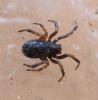Asagena phalerata